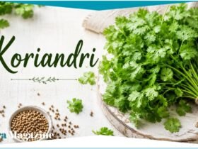 Koriandri